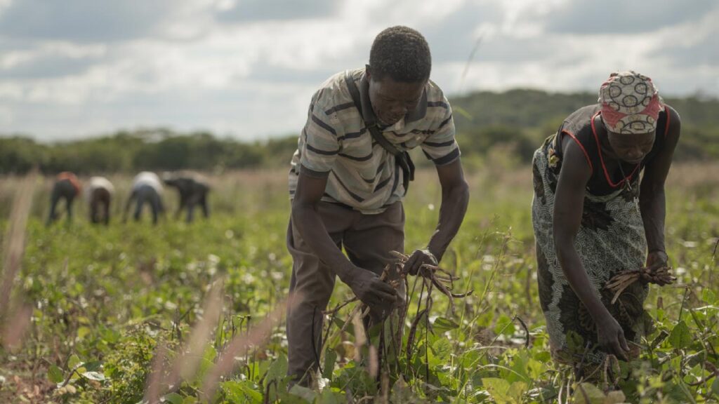 A Gemfields-supported farming cooperative in Mozambique image